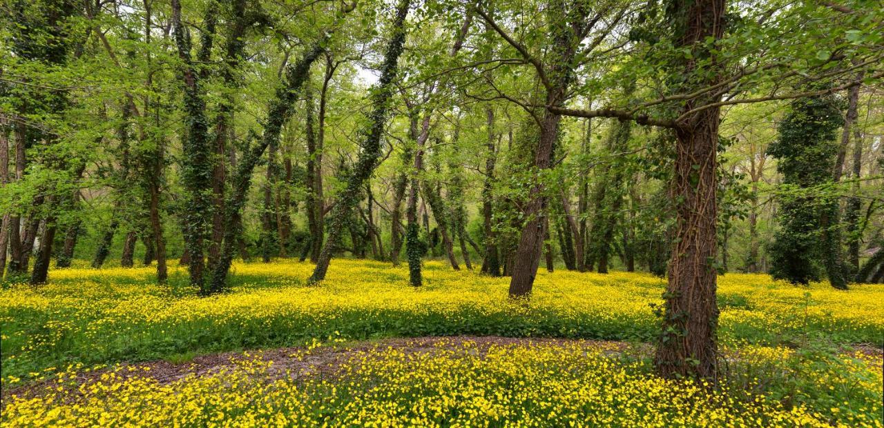 Хотел елица Албена